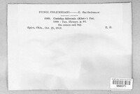 Trichaptum biforme image